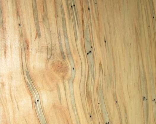 wood-figure-ambrosia-maple